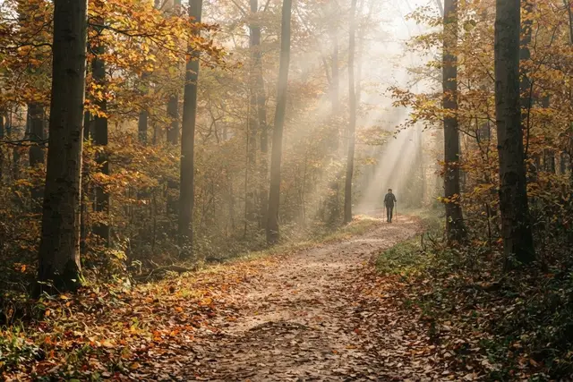 Ausflugsziele Wien: Wanderweg durch herbstlichen Buchenwald im Wienerwald