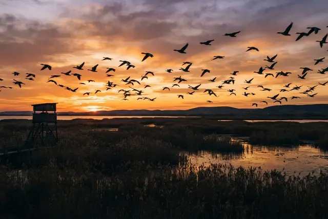 Neusiedler See Ausflug: Graugänse fliegen in der Abenddämmerung über den Schilfgürtel
