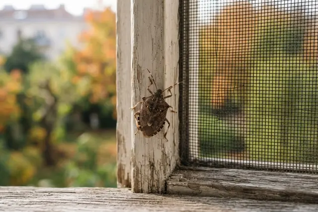 Stinkwanzen: Marmorierte Baumwanze am Fensterrahmen vor einem herbstlichen Garten