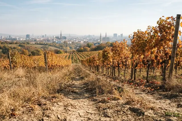 Wien kaum Regen: trockener Boden in einem Wiener Weingarten im Oktober